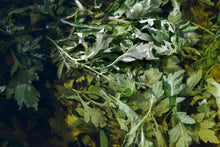 FUTI YOMOGI OIL 50mL